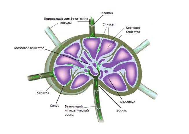 Анатомическая структура лимфатического узла